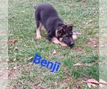Puppy Benji German Shepherd Dog