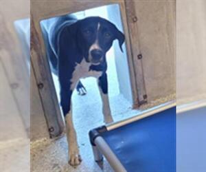 Doberman Pinscher-Pointer Mix Dogs for adoption in Lodi, CA, USA