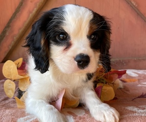 Cavalier King Charles Spaniel Puppy for Sale in GAY, Georgia USA