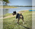 Small #17 Rat Terrier