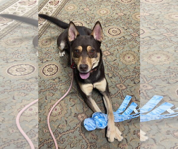 Medium Photo #7 Siberian Husky-Unknown Mix Puppy For Sale in Lockport, NY, USA