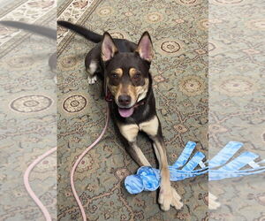 Buzz - Male Labsky Dog for Adoption - Photo #7