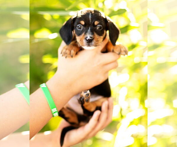 Medium Photo #3 Dachshund Puppy For Sale in Corona, CA, USA