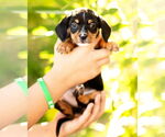 Small #2 Dachshund