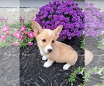 Small #2 Pembroke Welsh Corgi