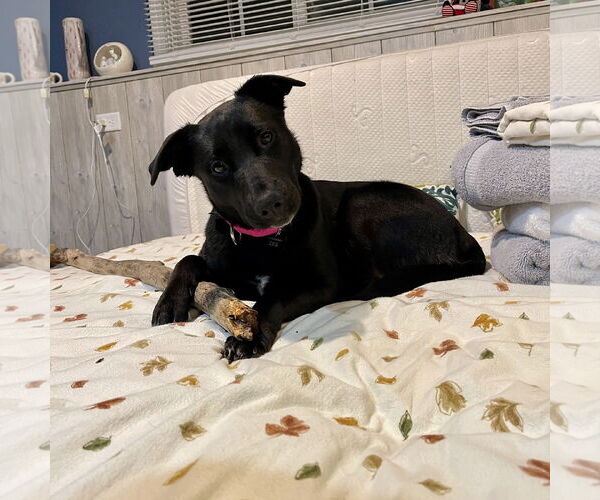 Medium Photo #22 Pointer-Unknown Mix Puppy For Sale in Fargo, ND, USA