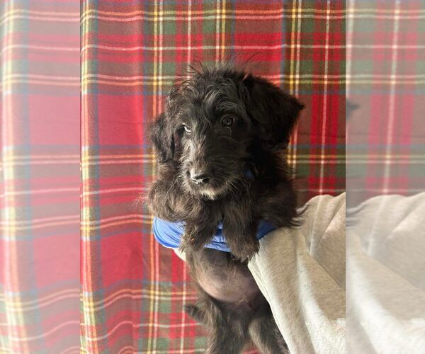 Medium Photo #3 Mutt Puppy For Sale in New York, NY, USA