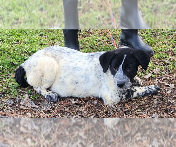 Medium Photo #2 Labrenees Puppy For Sale in Wetumpka, AL, USA