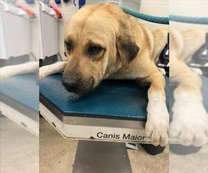 Anatolian Pyrenees Dogs for adoption in Mobile, AL, USA