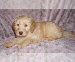 Small #4 Labradoodle mix (+ Poodle Standard)