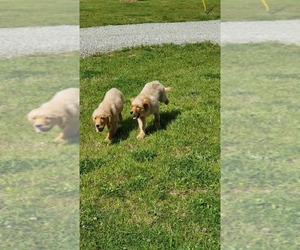 Golden Retriever Puppy for sale in SPARTA, KY, USA