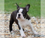 Small Photo #1 Boston Terrier Puppy For Sale in WINNSBORO, TX, USA