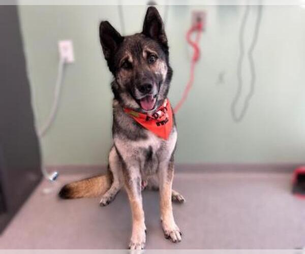 Medium Photo #2 German Shepherd Dog Puppy For Sale in Orange, CA, USA