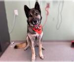 Small #1 German Shepherd Dog