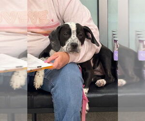 German Shorthaired Pointer-Unknown Mix Dogs for adoption in Louisville, KY, USA