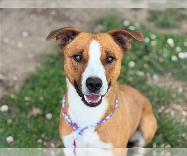 Medium Photo #2 Mutt Puppy For Sale in Tulsa, OK, USA