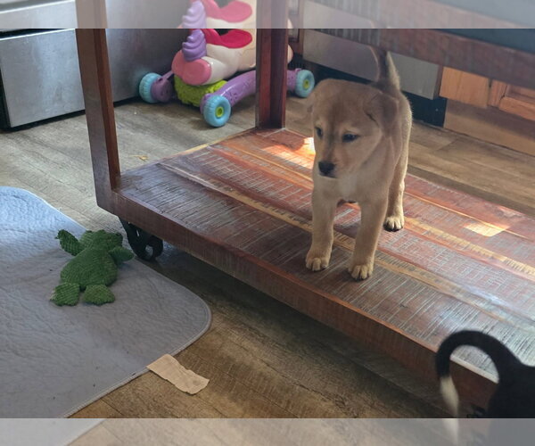 Medium Photo #3 Mutt Puppy For Sale in New London, WI, USA