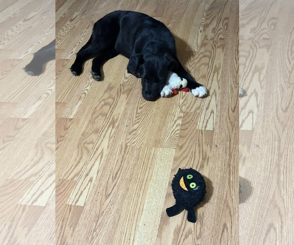 Medium Photo #2 Mutt Puppy For Sale in Spring Lake, NC, USA