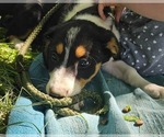 Puppy Sunshine Border Collie-English Shepherd Mix