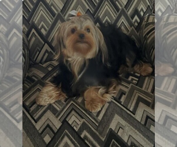Medium Photo #1 Yorkshire Terrier Puppy For Sale in JASONVILLE, IN, USA