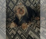 Small Photo #1 Yorkshire Terrier Puppy For Sale in JASONVILLE, IN, USA