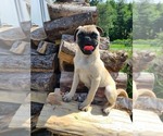 Small #5 Pug