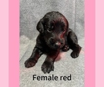 Puppy Red Labradoodle