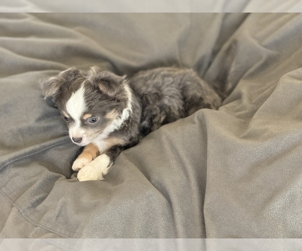 Medium Photo #7 Chihuahua Puppy For Sale in MARCUS, IA, USA