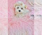 Small Photo #5 Maltese Puppy For Sale in NAPLES, FL, USA