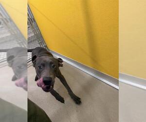 Blue Lacy-Unknown Mix Dogs for adoption in Temple, TX, USA