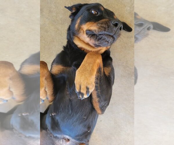 Medium Photo #4 Rottweiler Puppy For Sale in San Antonio, TX, USA