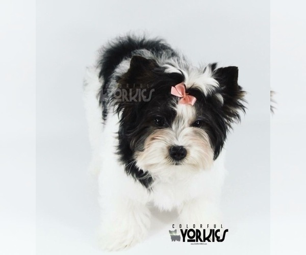 Medium Photo #1 Yorkshire Terrier Puppy For Sale in KELLER, TX, USA