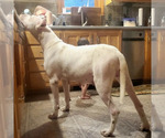 Small Photo #1 Dogo Argentino Puppy For Sale in BELGRADE, ME, USA