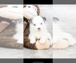 Small Photo #1 Pomsky Puppy For Sale in PLACENTIA, CA, USA