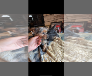 Yorkshire Terrier Puppy for sale in WINCHESTER, OH, USA