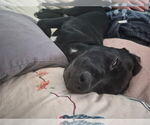 Small #3 Mutt