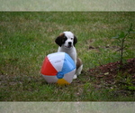 Small Photo #14 Saint Bernard Puppy For Sale in AVALON, MO, USA