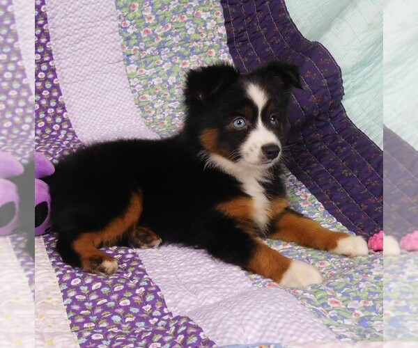 Medium Photo #10 Miniature Australian Shepherd Puppy For Sale in CINCINNATI, OH, USA