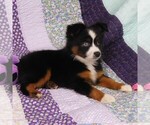 Small Photo #10 Miniature Australian Shepherd Puppy For Sale in CINCINNATI, OH, USA