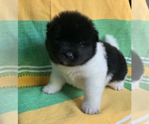 Akita Puppy for sale in SAN LEANDRO, CA, USA