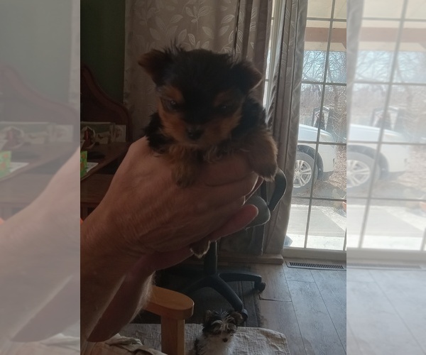 Medium Photo #3 Yorkshire Terrier Puppy For Sale in JAMAICA, IA, USA