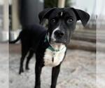 Small #12 Labrador Retriever Mix