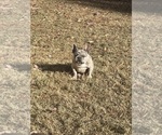 Small #1 French Bulldog