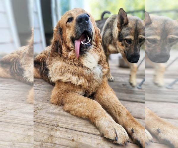 Medium Photo #6 Tibetan Mastiff Puppy For Sale in New London, WI, USA