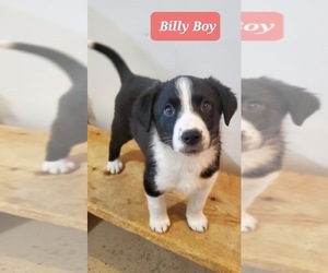 Border-Aussie Dogs for adoption in RICHMOND, MI, USA