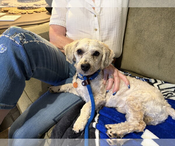 Medium Photo #3 Doxiepoo (Standard) Puppy For Sale in Rockaway, NJ, USA