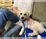 Small #2 Doxiepoo (Standard)