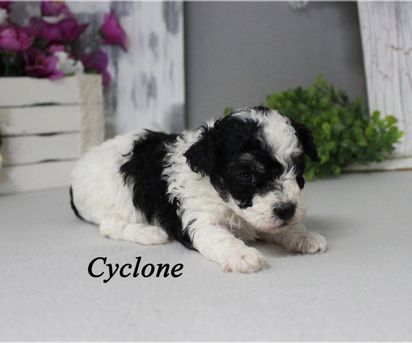 Medium Photo #7 Poodle (Toy) Puppy For Sale in CHANUTE, KS, USA