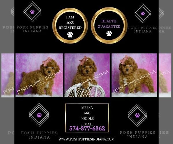 Medium Photo #2 Poodle (Toy) Puppy For Sale in WARSAW, IN, USA