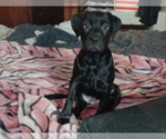 Small Photo #1 Rottweiler-Rottweiler-American Pit Bull Terrier Mix Puppy For Sale in ROSEBURG, OR, USA